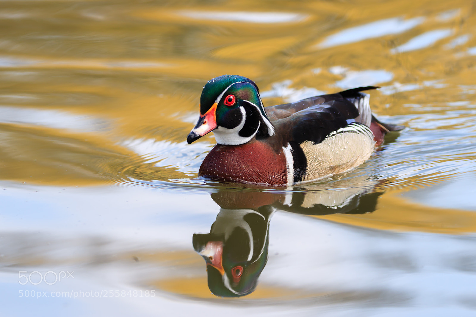 Canon EOS-1D X Mark II sample photo. Wood duck/林鸳鸯 photography