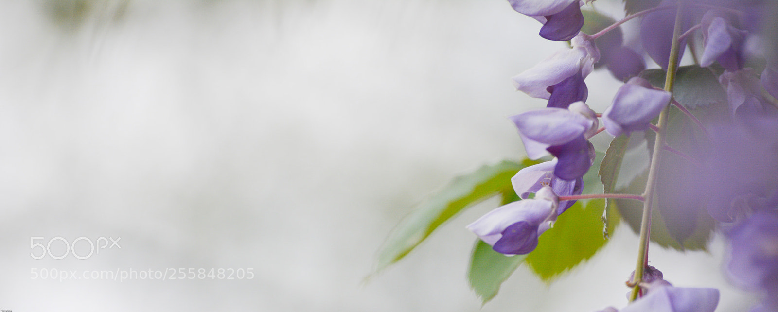 Nikon D5200 sample photo. A lighter touch photography