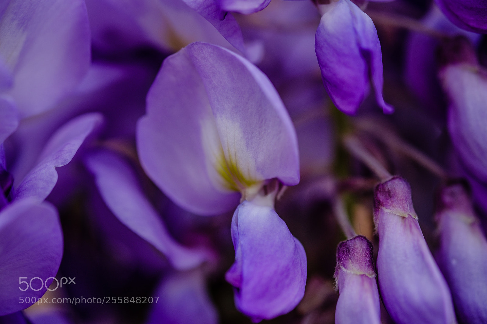 Fujifilm X-T2 sample photo. Glicine photography