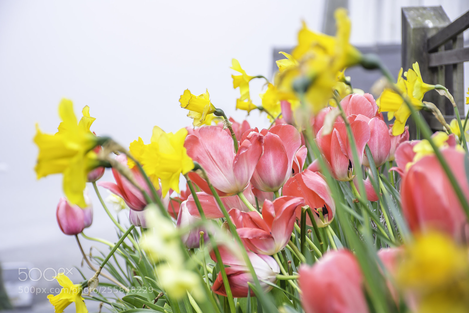 Nikon D7200 sample photo. Tulips and daffodils flowers photography