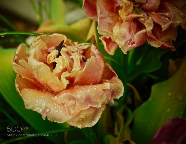 Nikon D5500 sample photo. Tulips in the rain photography