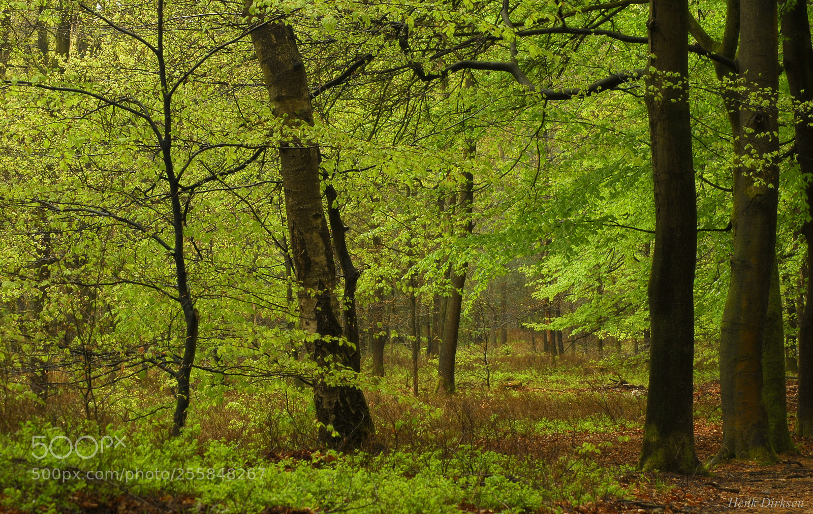 Nikon D200 sample photo. Oude bossen photography