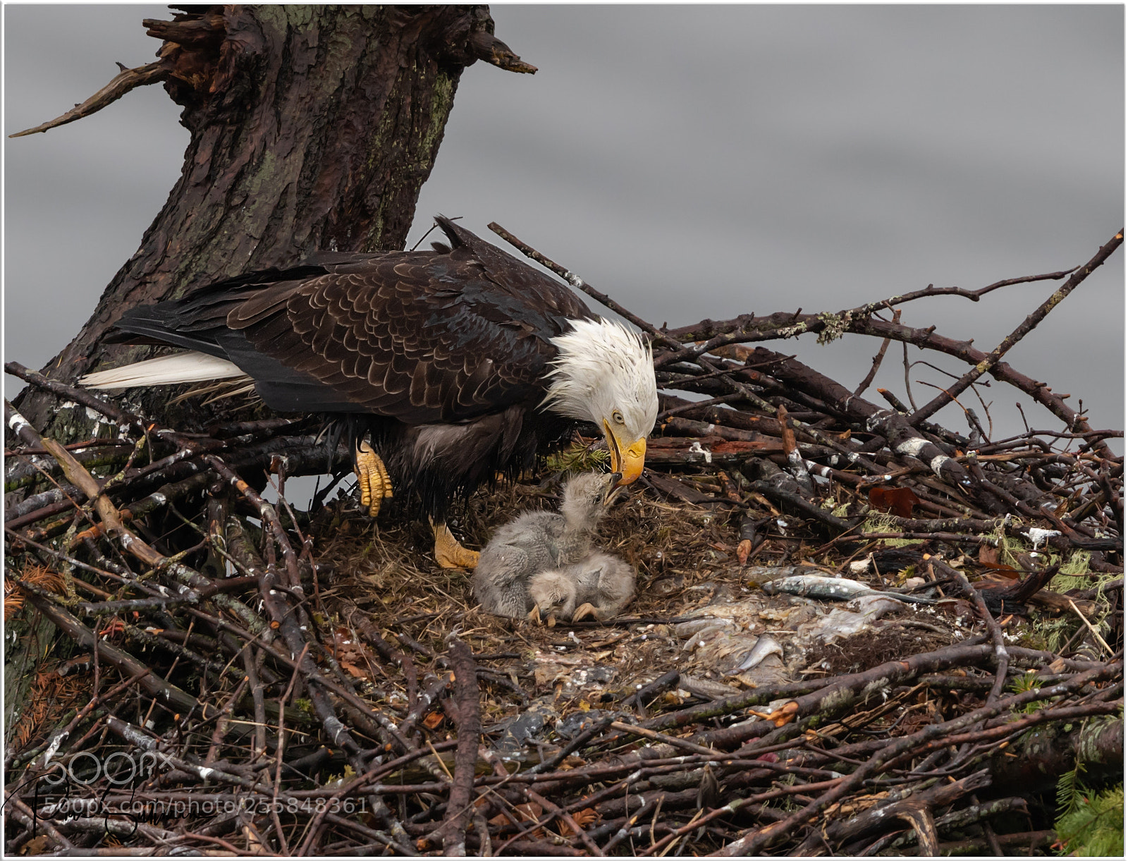 Canon EOS-1D X Mark II sample photo. Fish for dinner. photography
