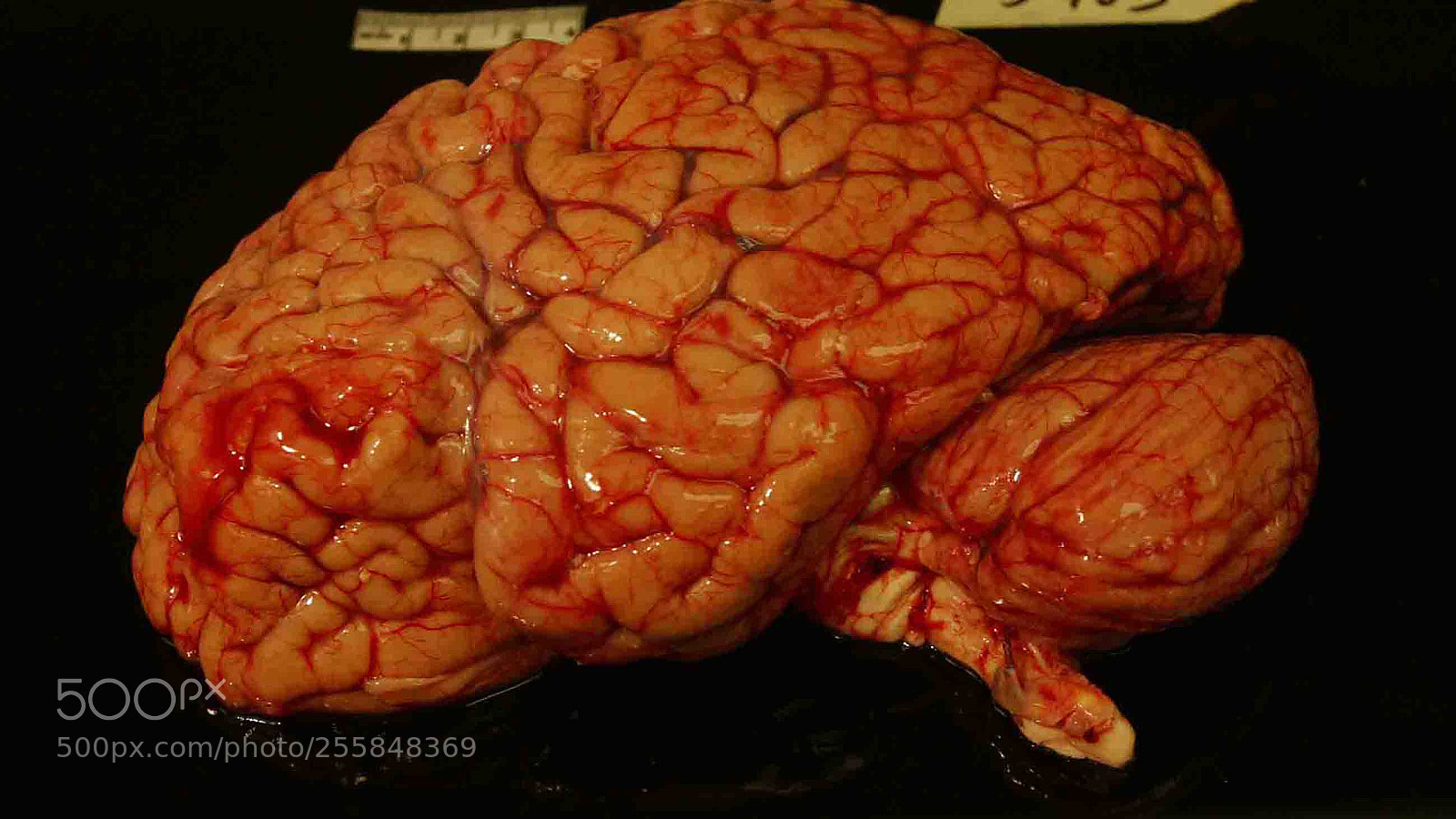 Canon EOS D60 sample photo. Brainsections010.jpg photography