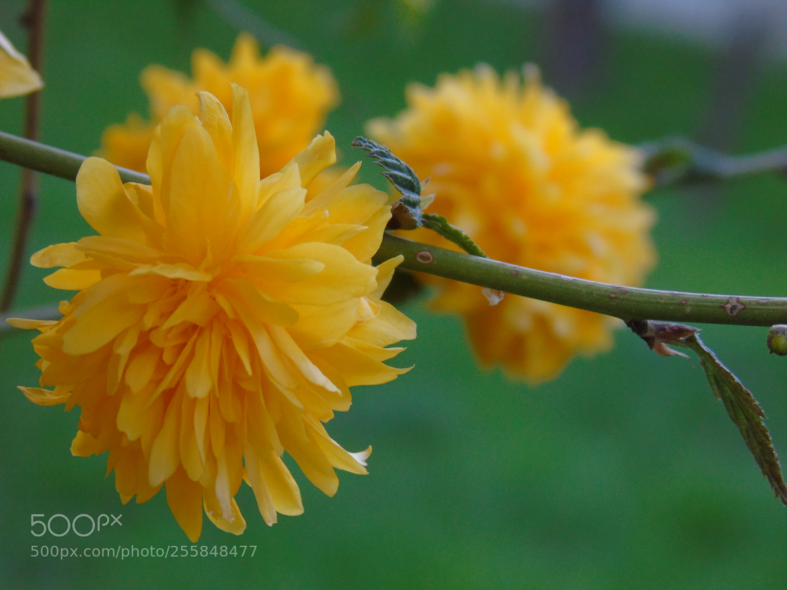 Sony Cyber-shot DSC-H400 sample photo. Beautiful colours photography