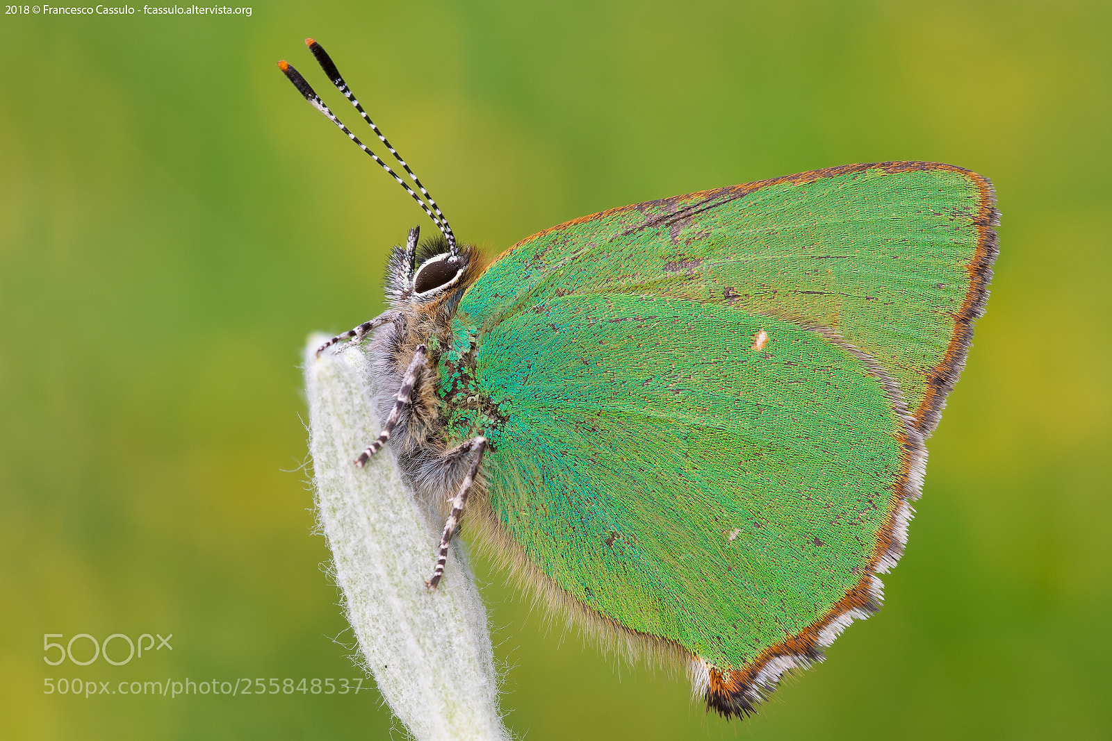 Nikon D7200 sample photo. Callophrys rubi photography