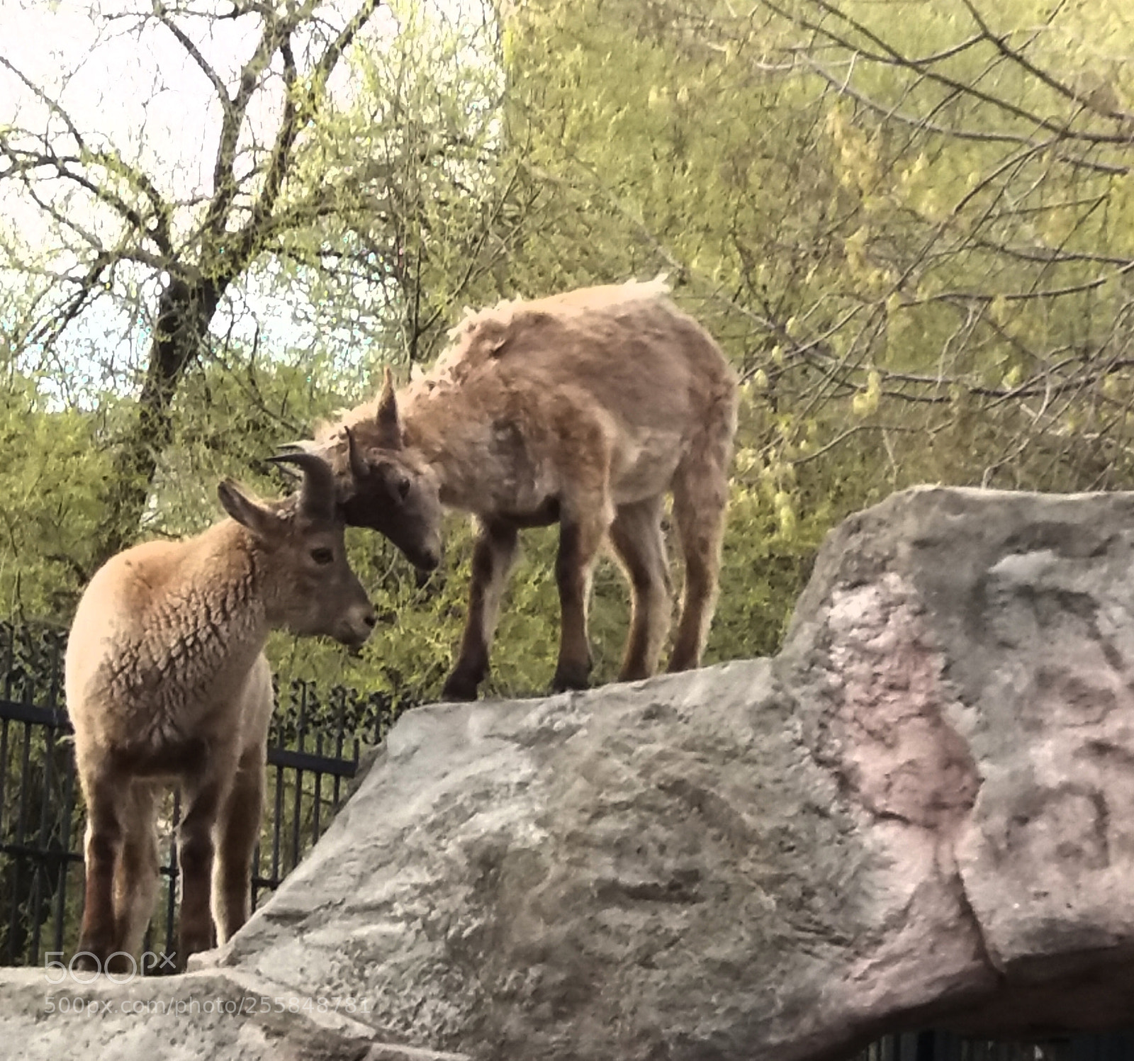 Samsung Galaxy J5(2016) sample photo. Mountain goats fighting for photography