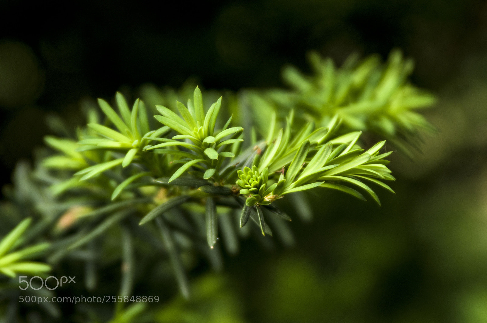 Pentax K-3 sample photo. Untitled photography