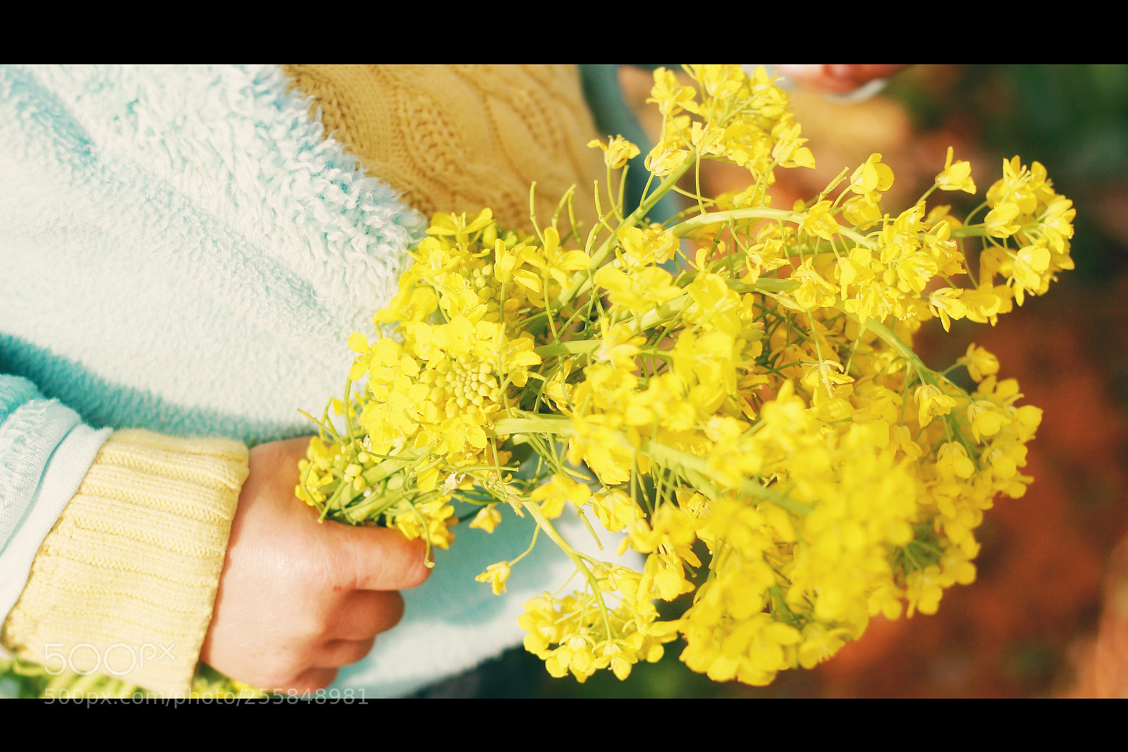 Canon EOS 600D (Rebel EOS T3i / EOS Kiss X5) sample photo. Flowers photography