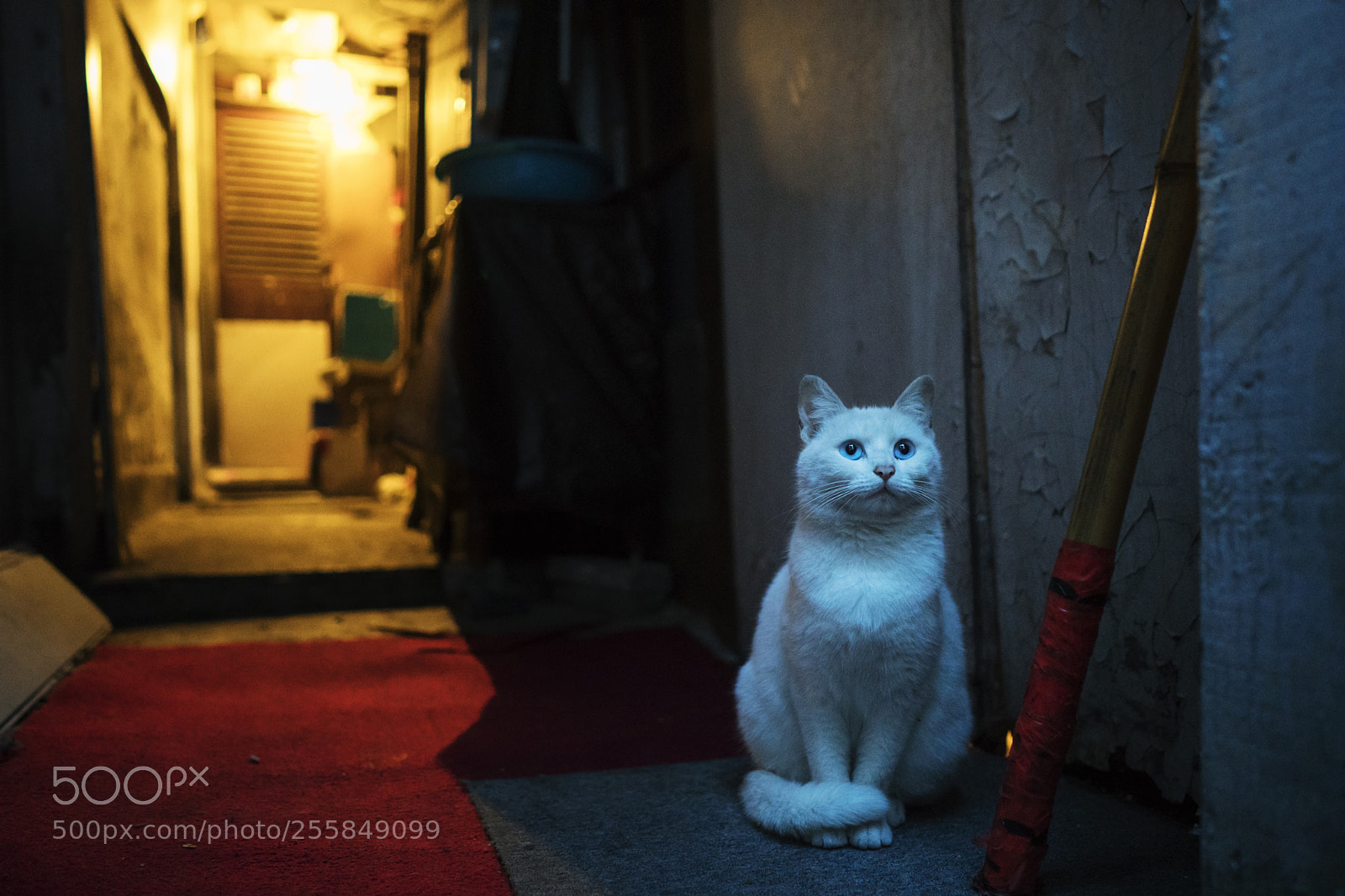 Sony a7R II sample photo. Untitled photography