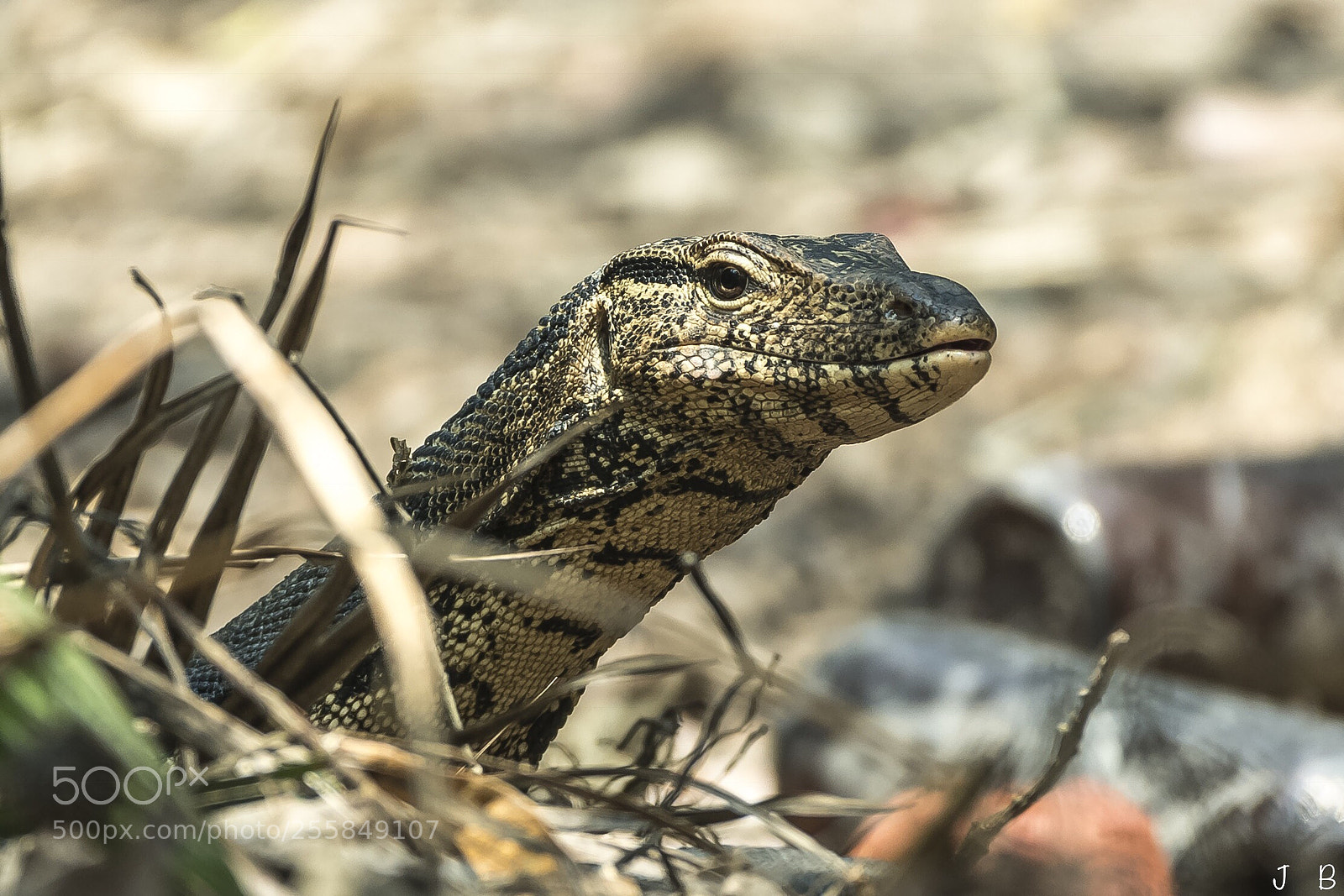 Nikon D500 sample photo. Observing surroundings- monitor lizard photography