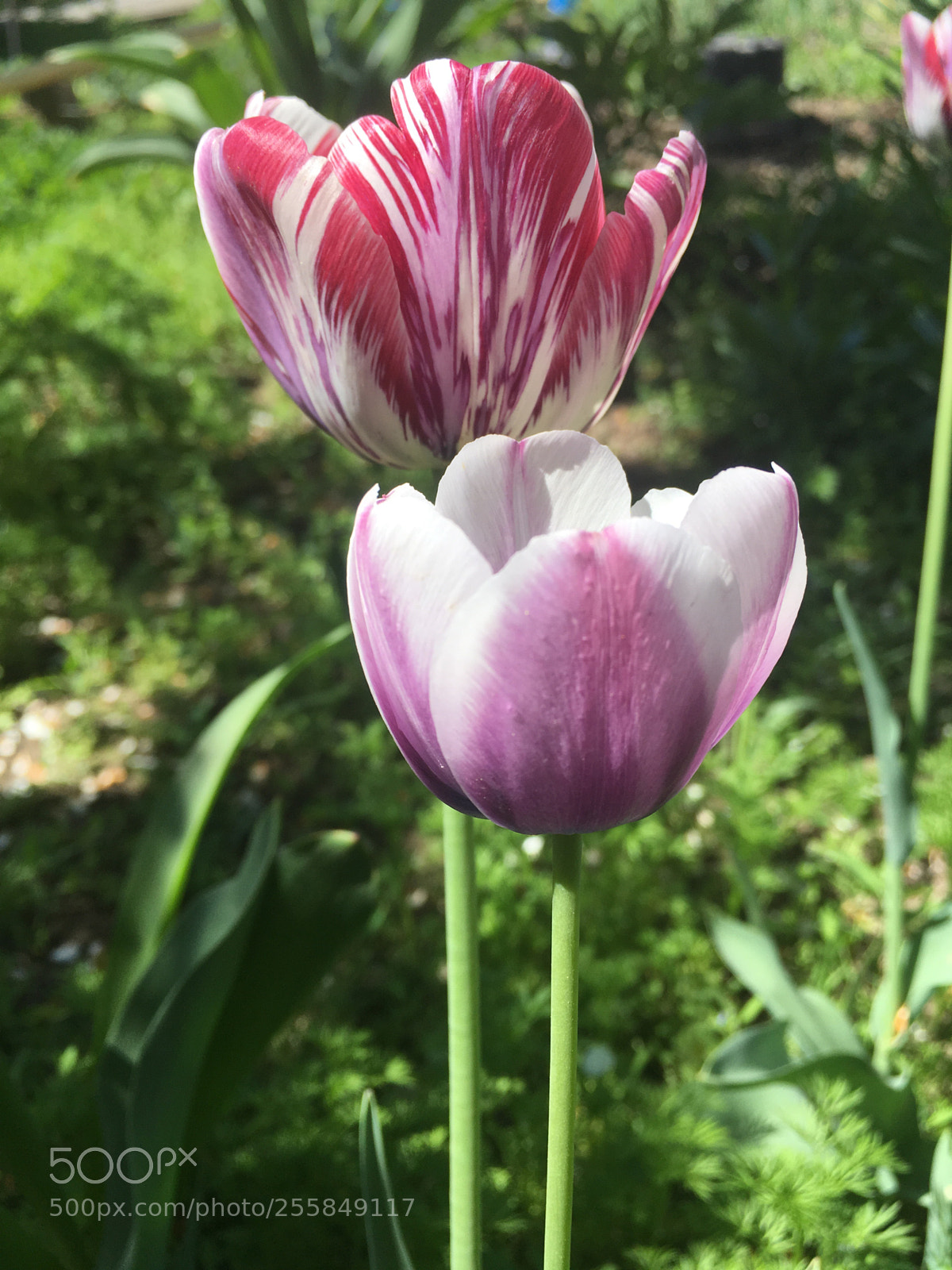 Apple iPhone SE sample photo. Morning 3 photography