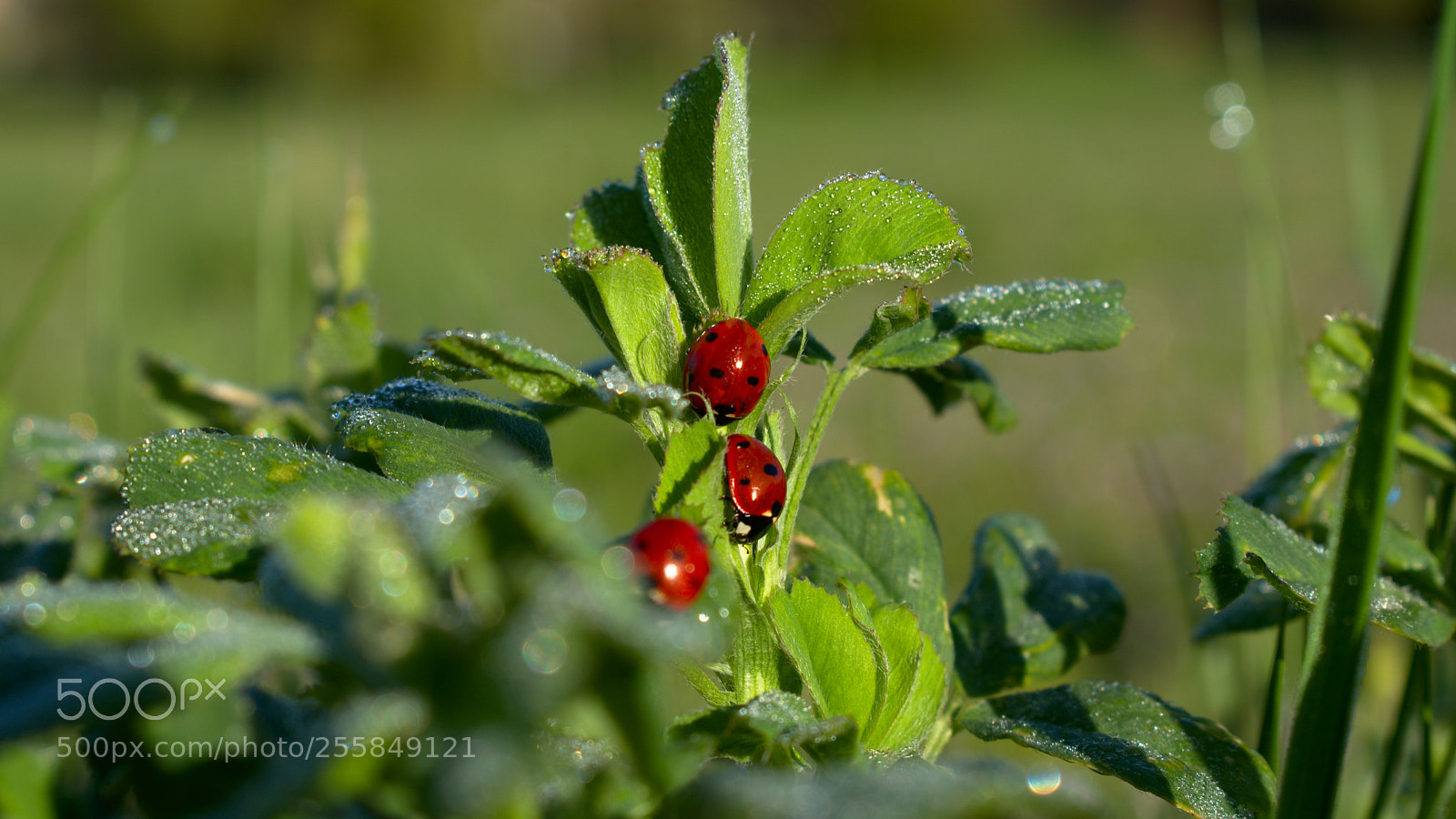 Nikon D5600 sample photo. Ladybugs photography