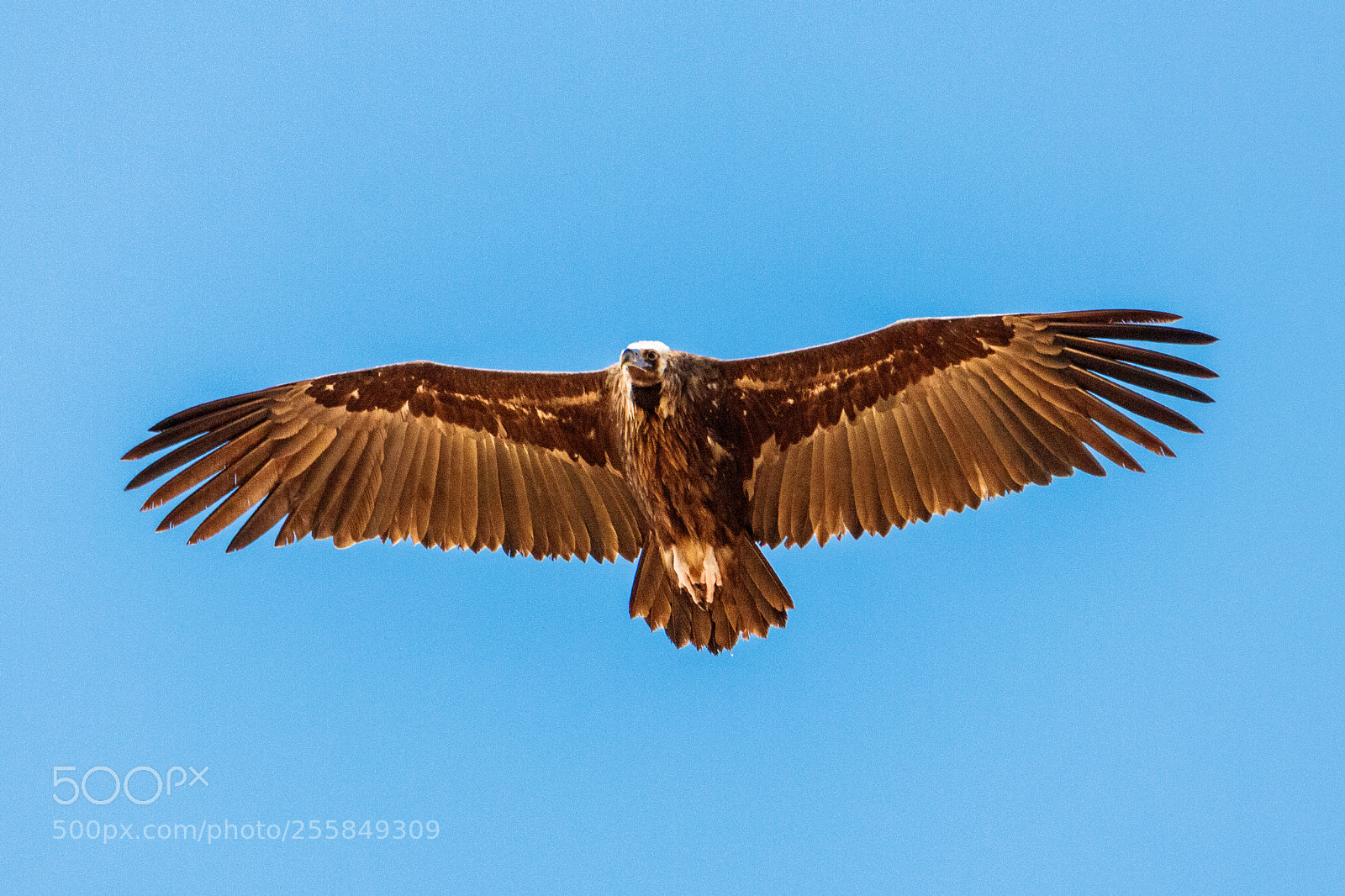 Canon EOS 80D sample photo. Black vulture photography