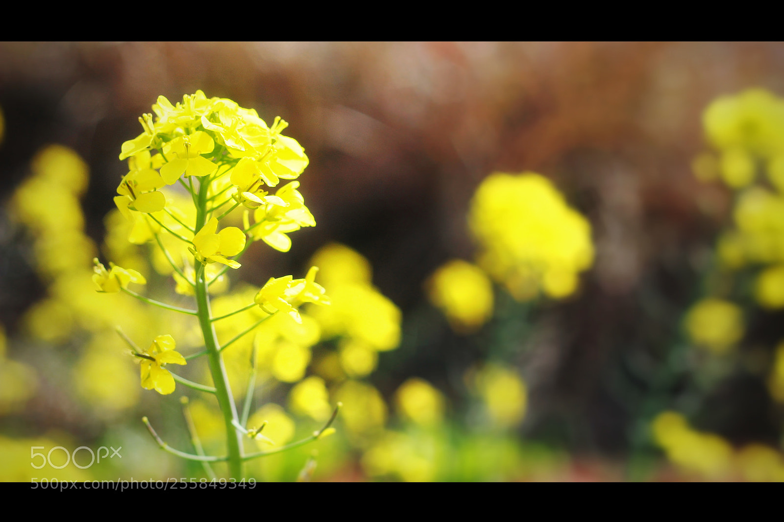 Canon EOS 600D (Rebel EOS T3i / EOS Kiss X5) sample photo. Flowers photography