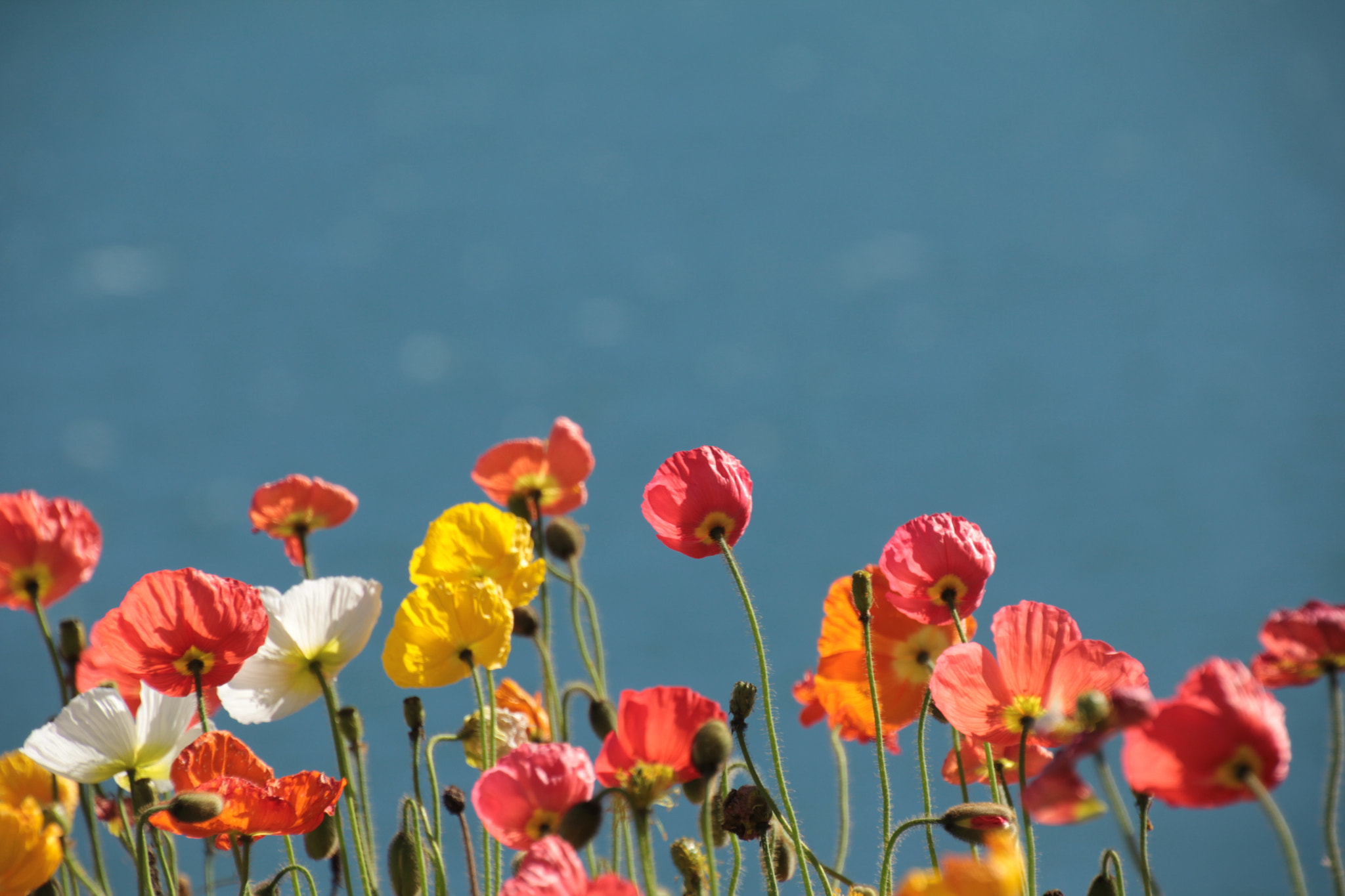 Canon EOS 60D sample photo. Spring on the island photography