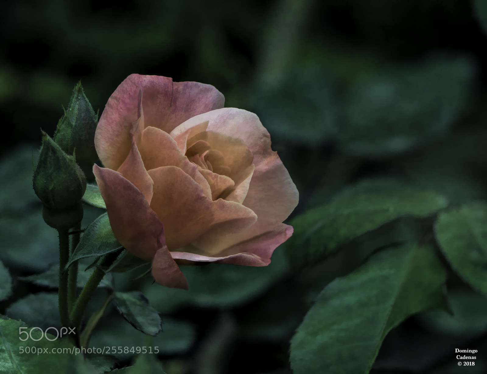 Olympus OM-D E-M10 II sample photo. Rosa photography