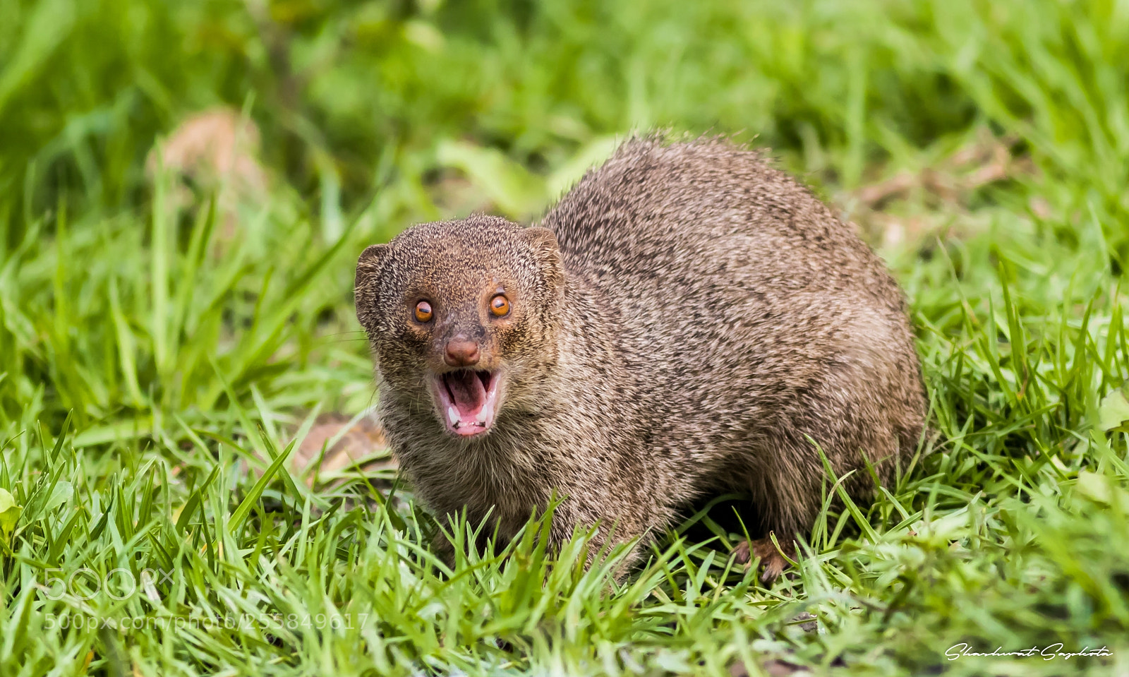 Canon EOS 7D Mark II sample photo. The yawning mongoose photography