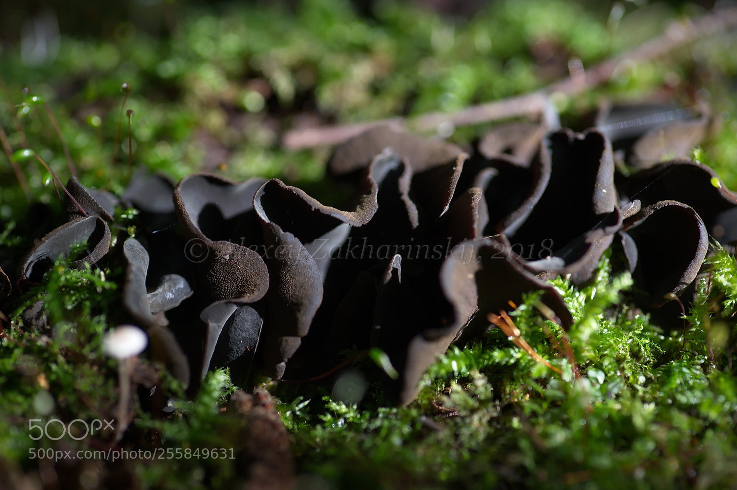 Nikon D700 sample photo. Ionomidotis irregularis (иономидотис неправильный) photography