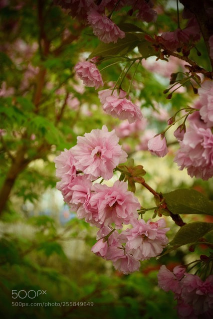 Nikon D5500 sample photo. The earth laughs in photography