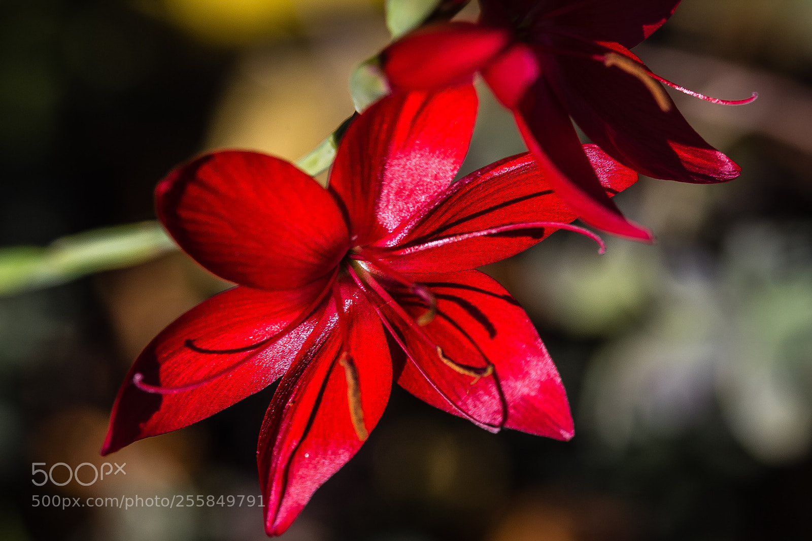 Canon EOS 60D sample photo. Schizostyllis coccinea 'major' photography