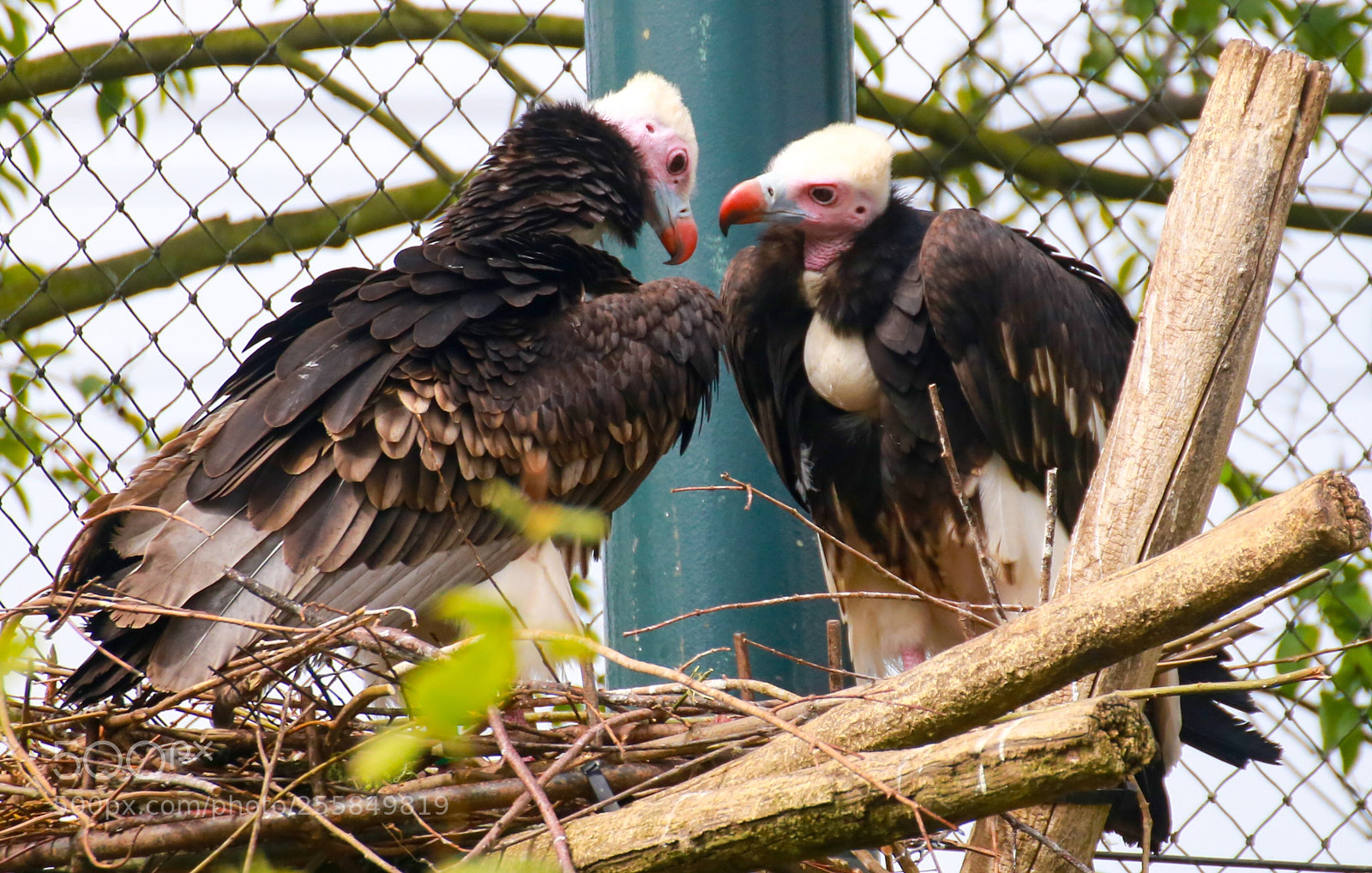 Canon EOS 6D sample photo. Birds’ photography