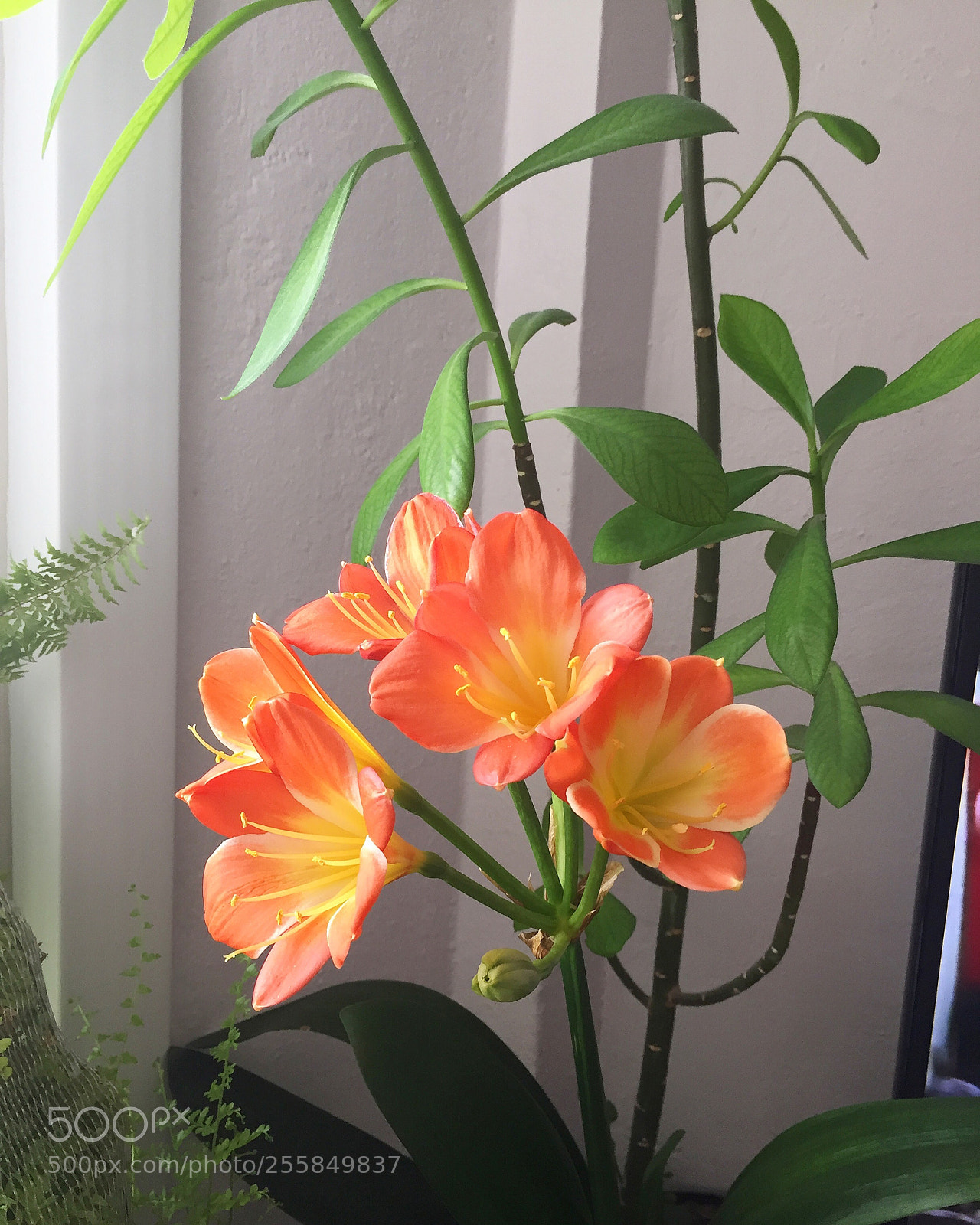 Apple iPhone 6 sample photo. Untitled photography