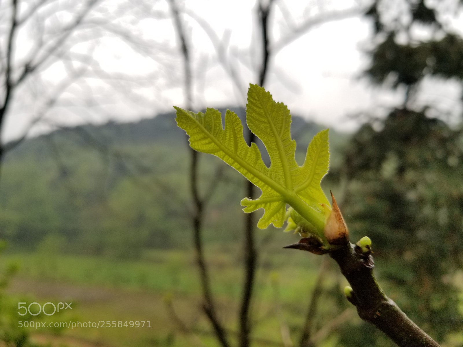 Samsung Galaxy S8 sample photo. 20180405_084015 photography