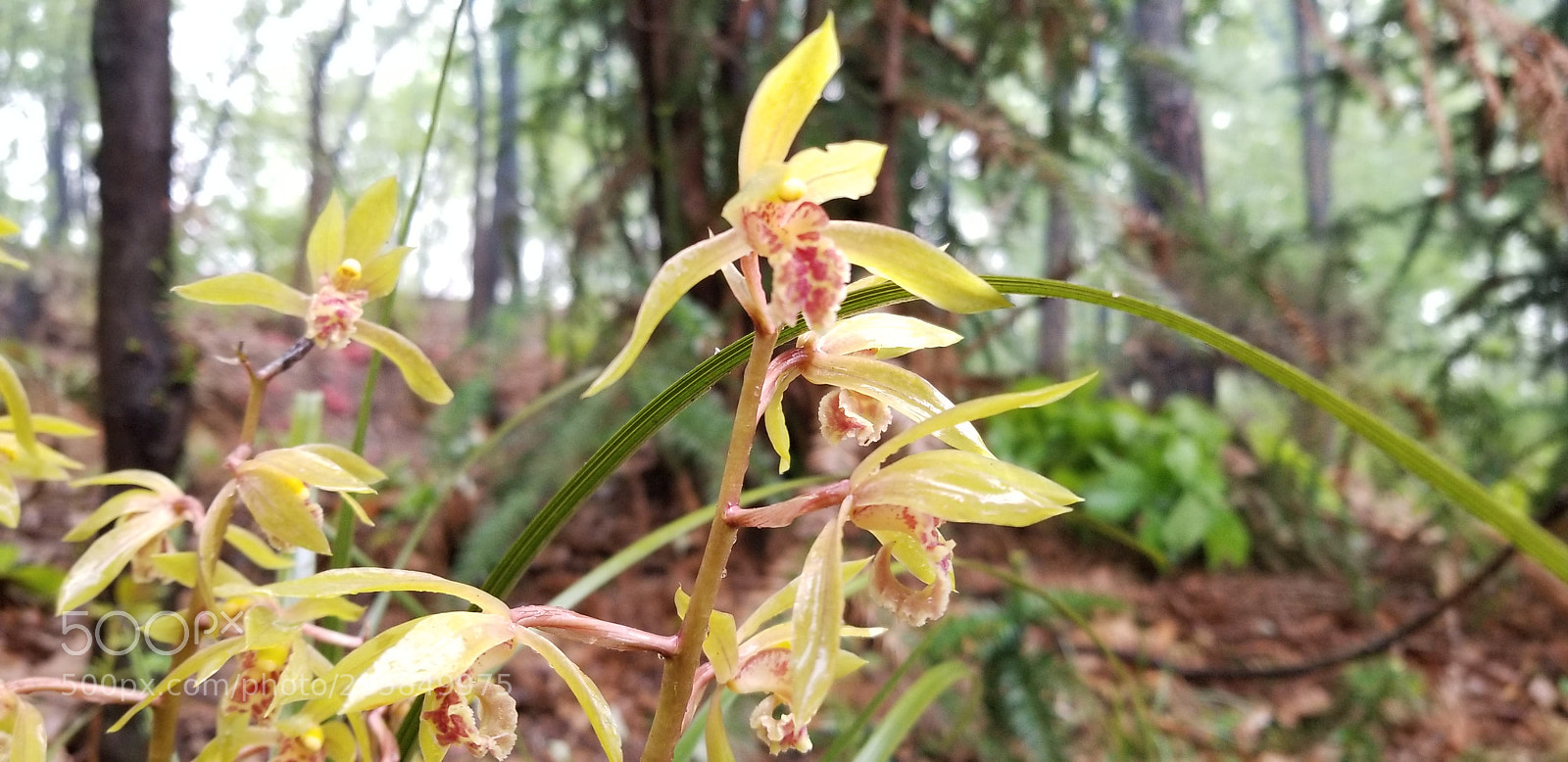 Samsung Galaxy S8 sample photo. 20180405_082958 photography