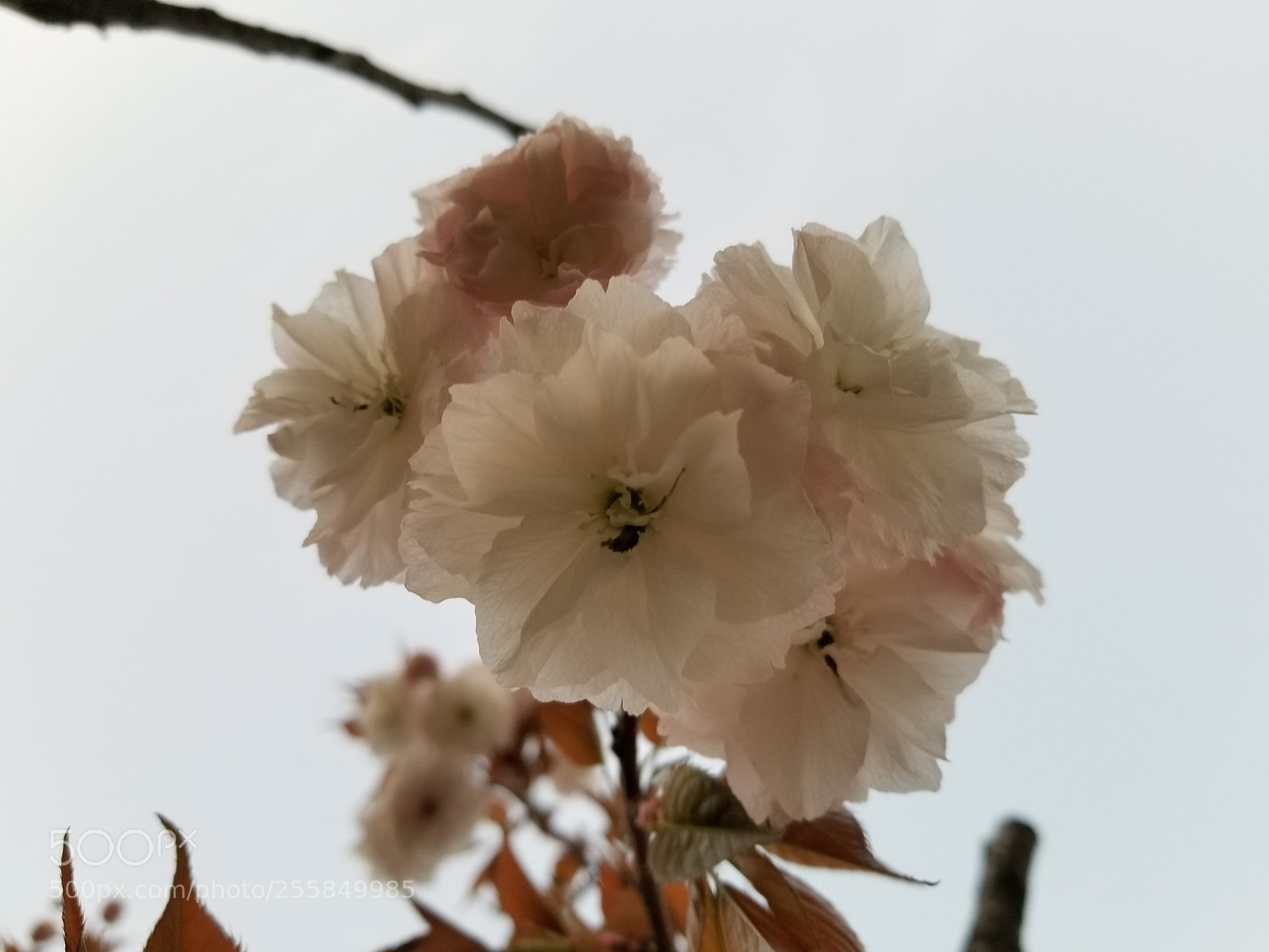 Samsung Galaxy S8 sample photo. 20180331_182603 photography