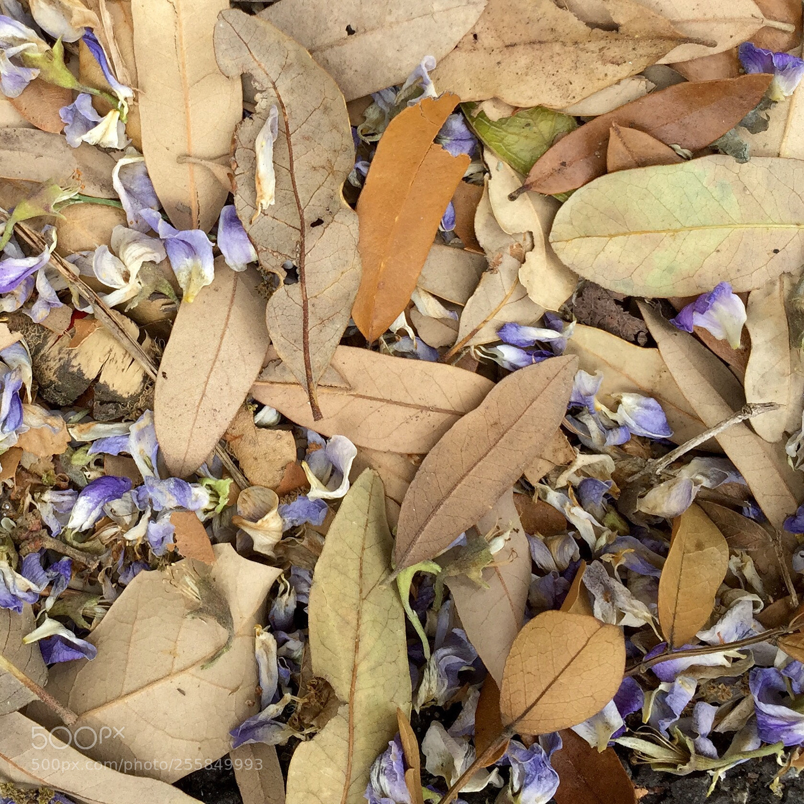 Apple iPhone 6 sample photo. Nature is a litterbug photography