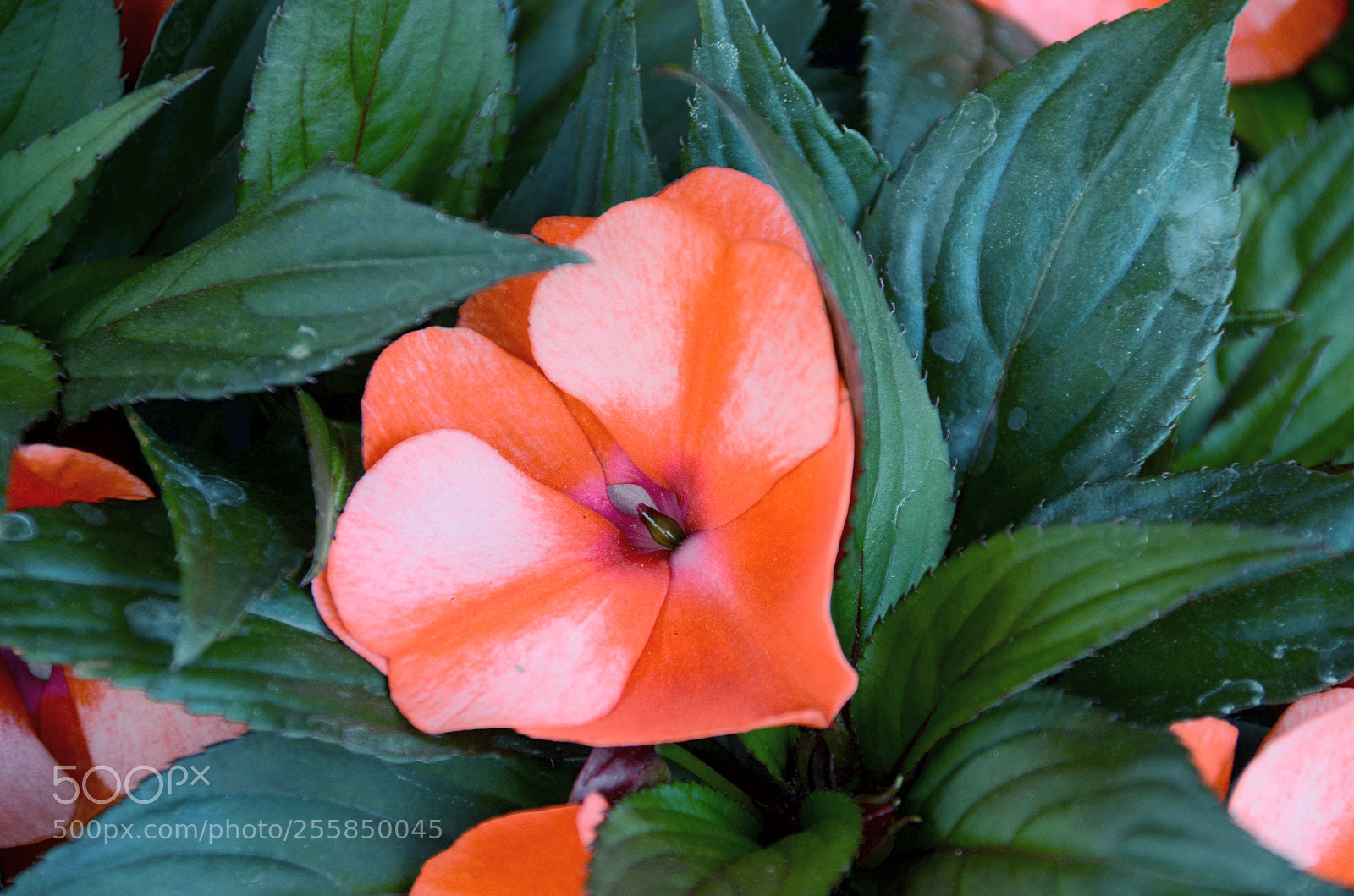 Nikon D7000 sample photo. Red and green photography
