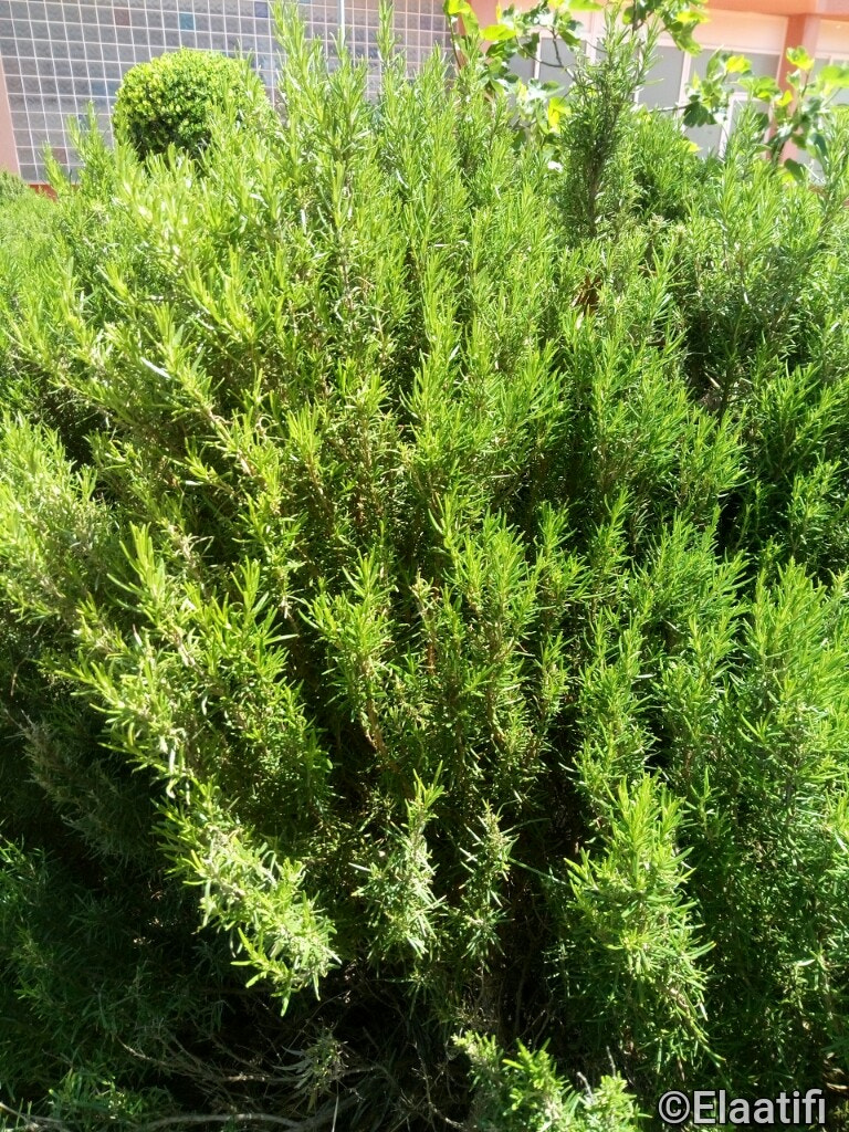 Meizu M3s sample photo. Rosmarinus officinalis, romero photography