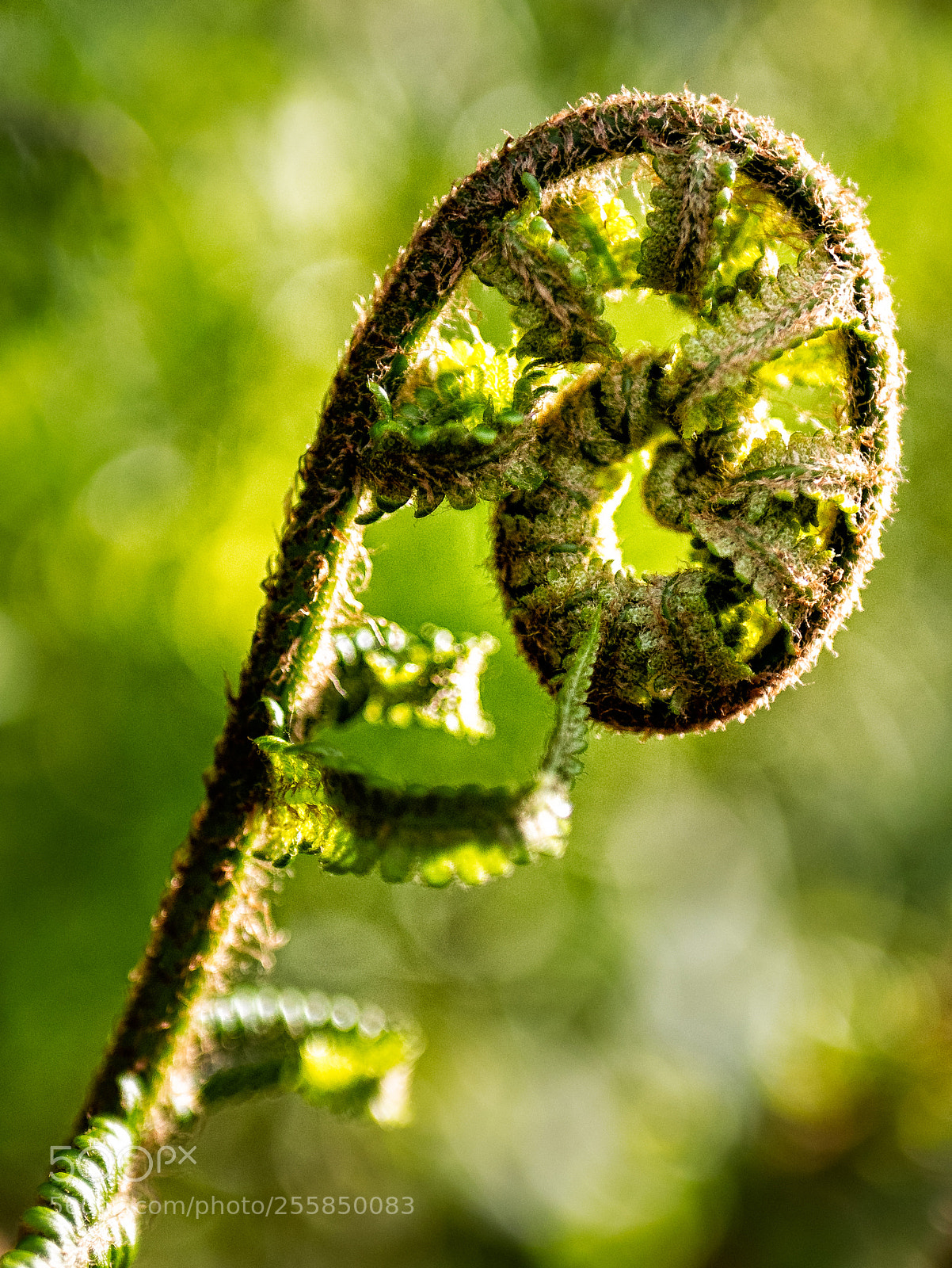 Panasonic Lumix DMC-GX85 (Lumix DMC-GX80 / Lumix DMC-GX7 Mark II) sample photo. Farn im garten photography