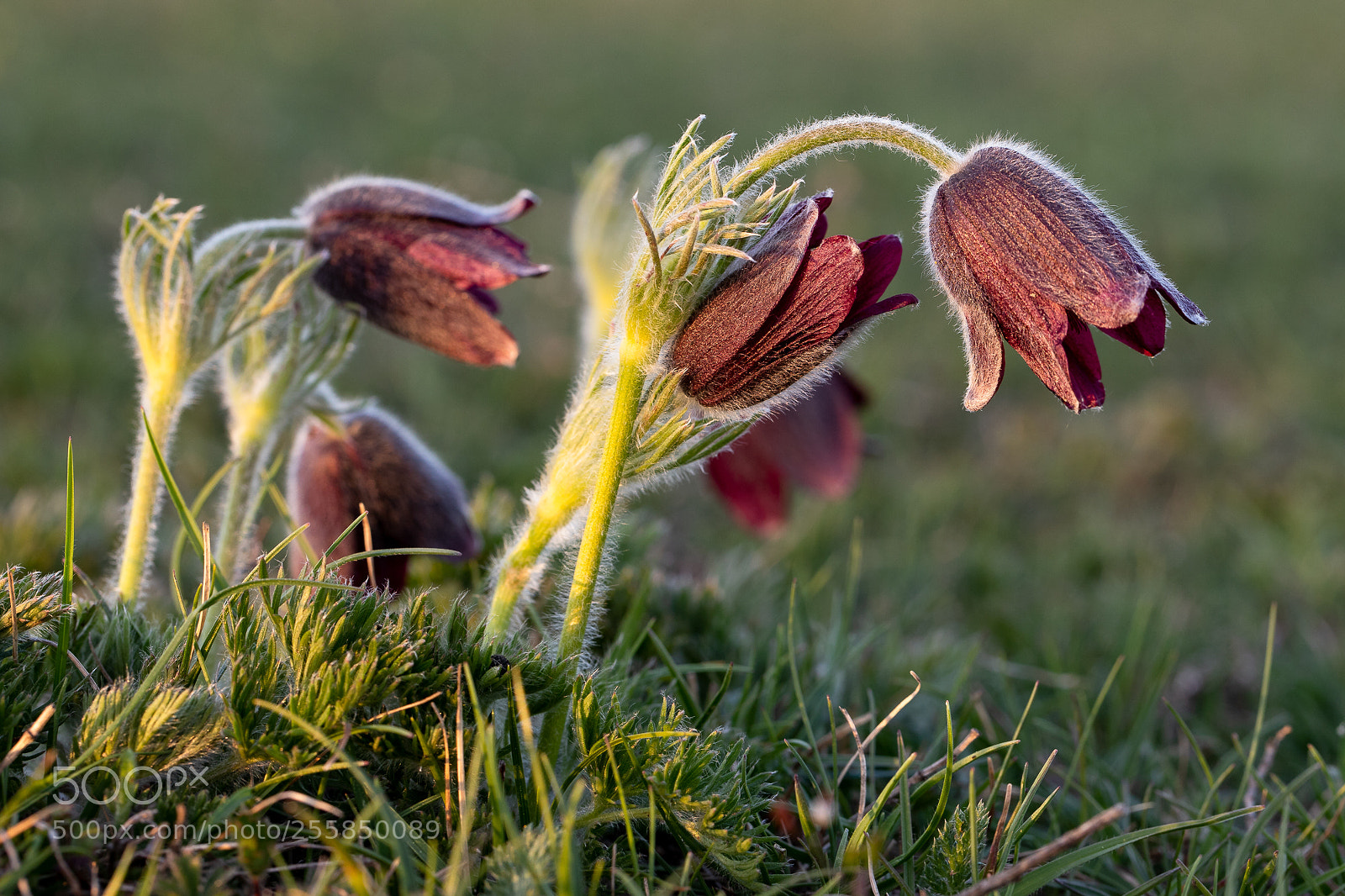 Canon EOS 6D Mark II sample photo. Anémone pulsatille photography