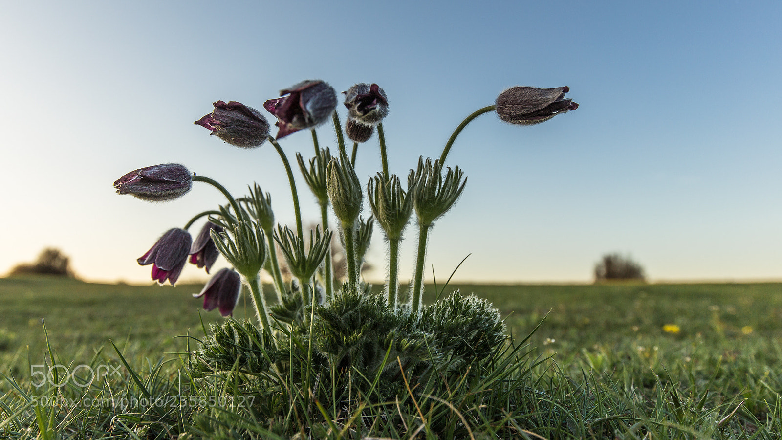 Canon EOS 6D sample photo. Anémone pulsatille photography