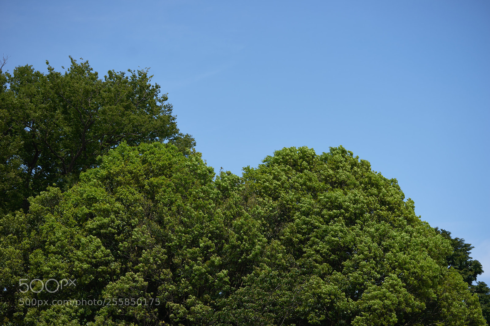Sony a7 sample photo. Trees 129 photography