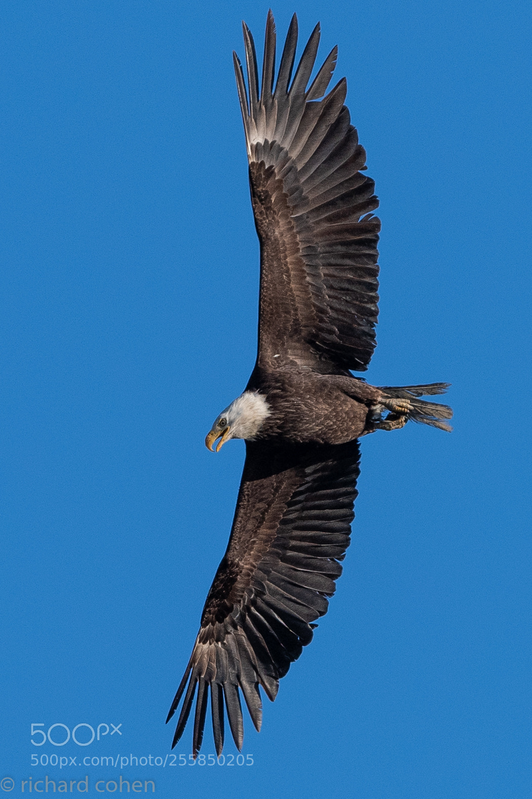 Nikon D850 sample photo. Wingspan... photography