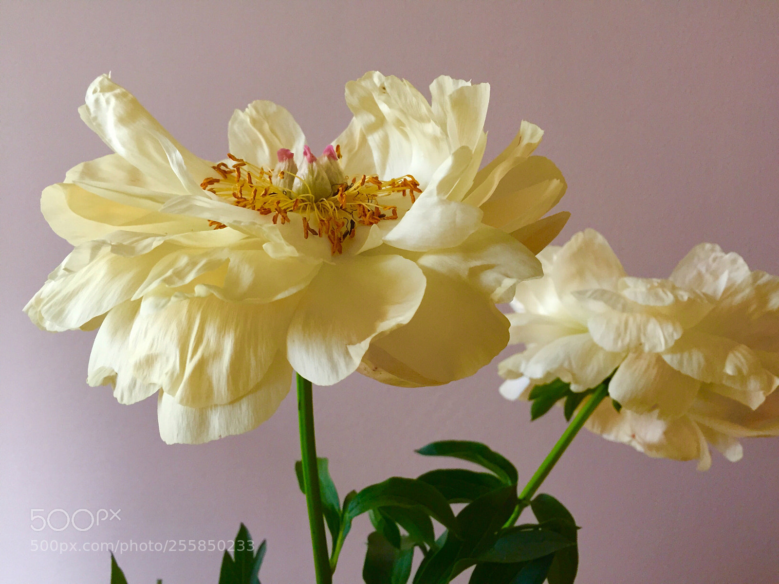 Apple iPhone 6 sample photo. Peonies photography