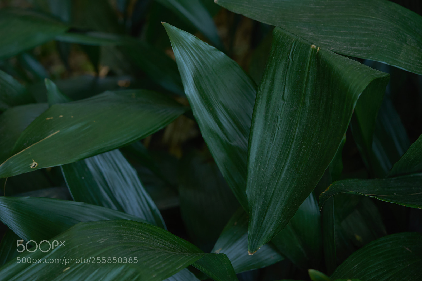 Sony a7 sample photo. Leaves 966 photography