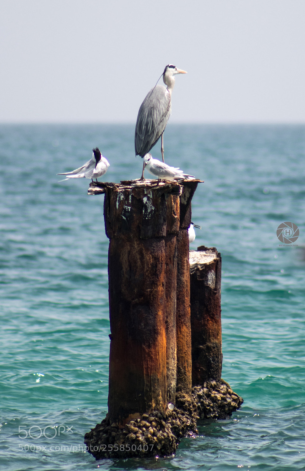 Canon EOS 80D sample photo. Birds  photography