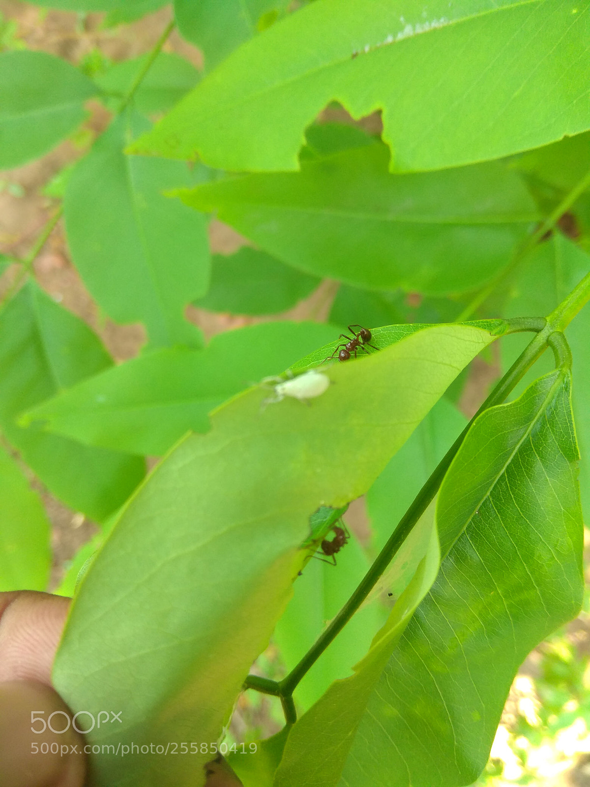 Xiaomi Redmi Note 4 sample photo. Img_20180429_120726.jpg photography