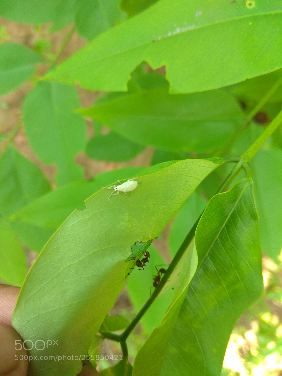 Xiaomi Redmi Note 4 sample photo. Img_20180429_120731.jpg photography