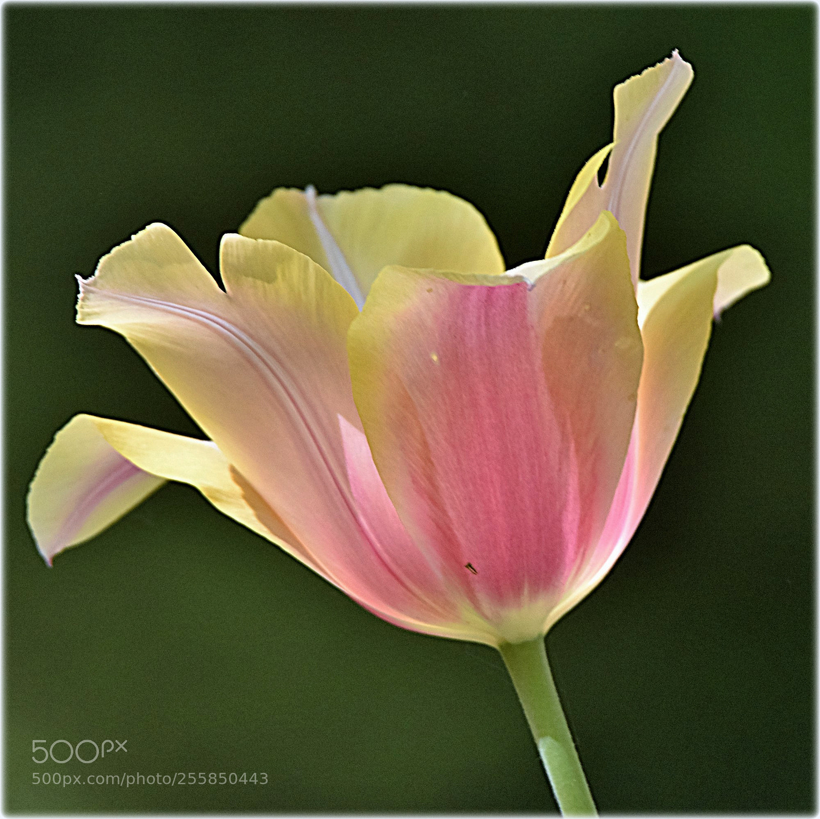 Nikon D7200 sample photo. ""tulip"" photography