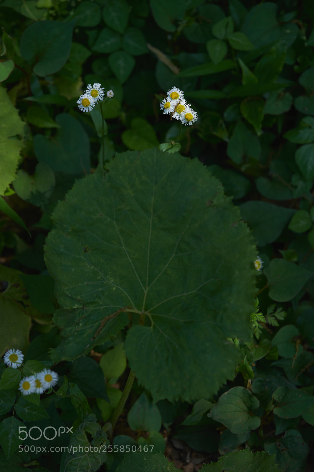 Sony a7 sample photo. Leaves 967 photography