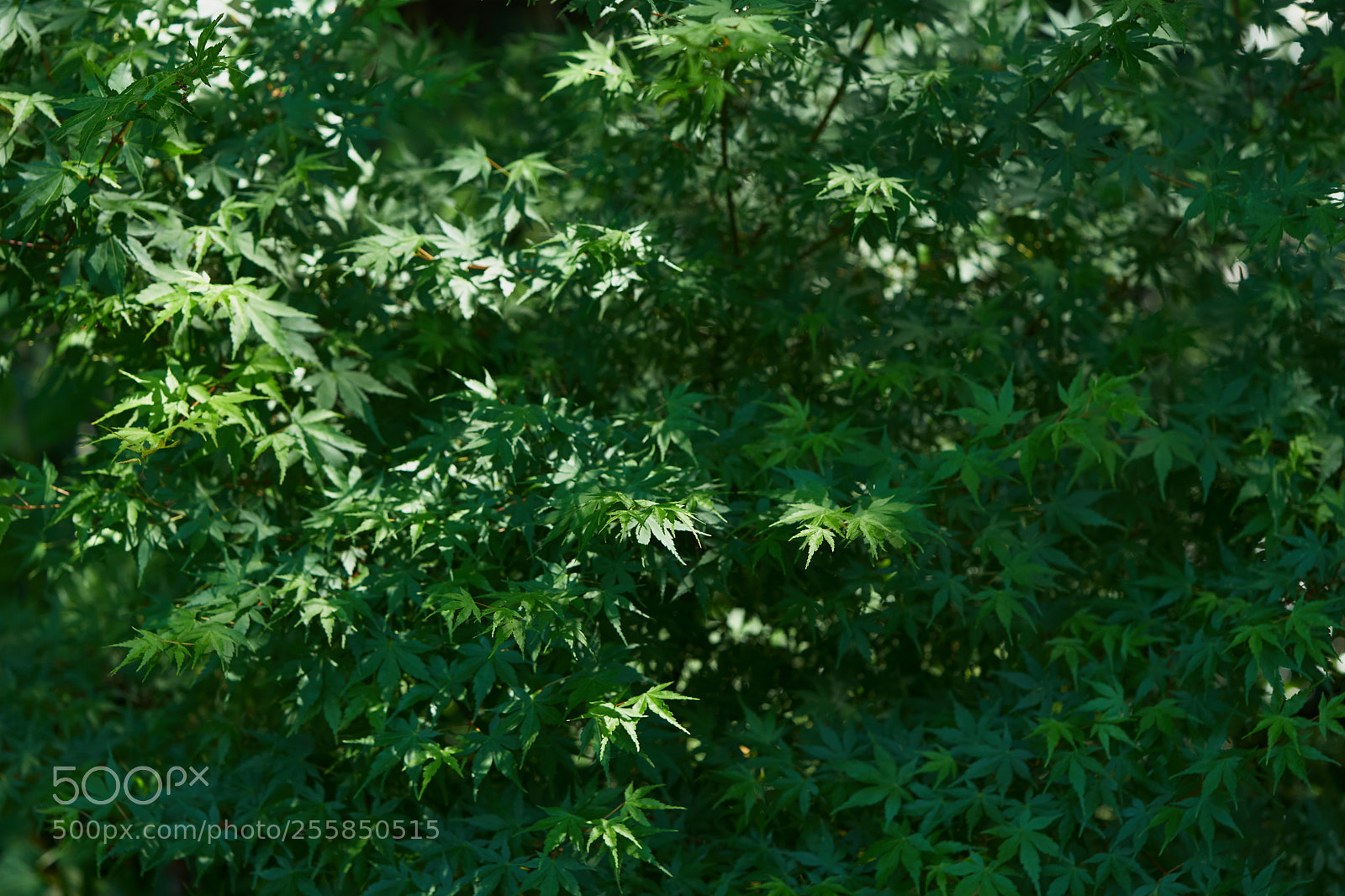 Sony a7 sample photo. Leaves 968 photography