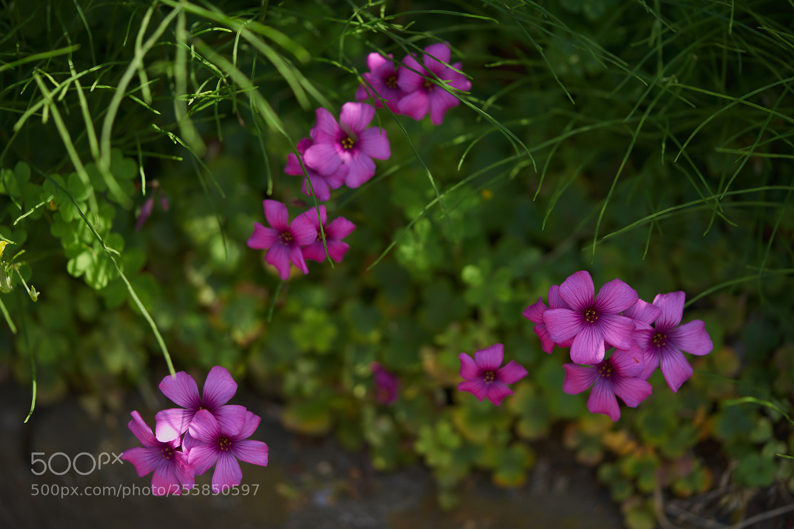 Sony a7 sample photo. Flowers 6502 photography