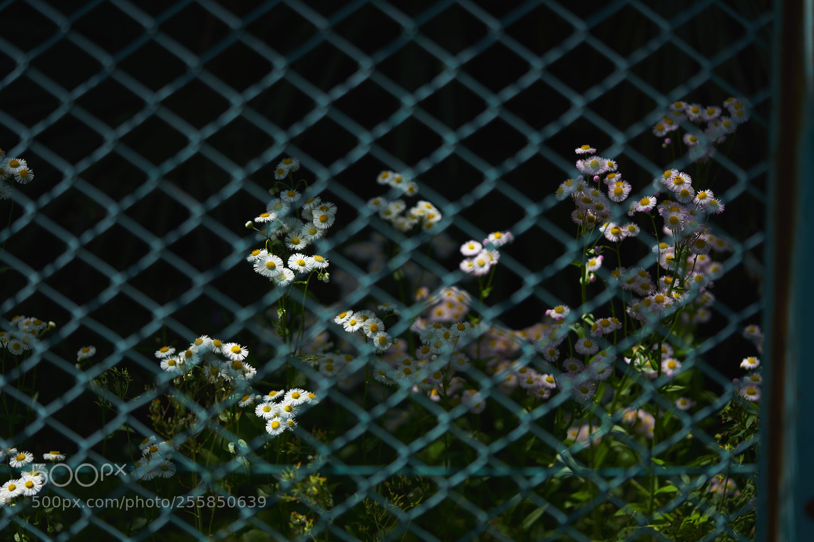 Sony a7 sample photo. Flowers 6503 photography