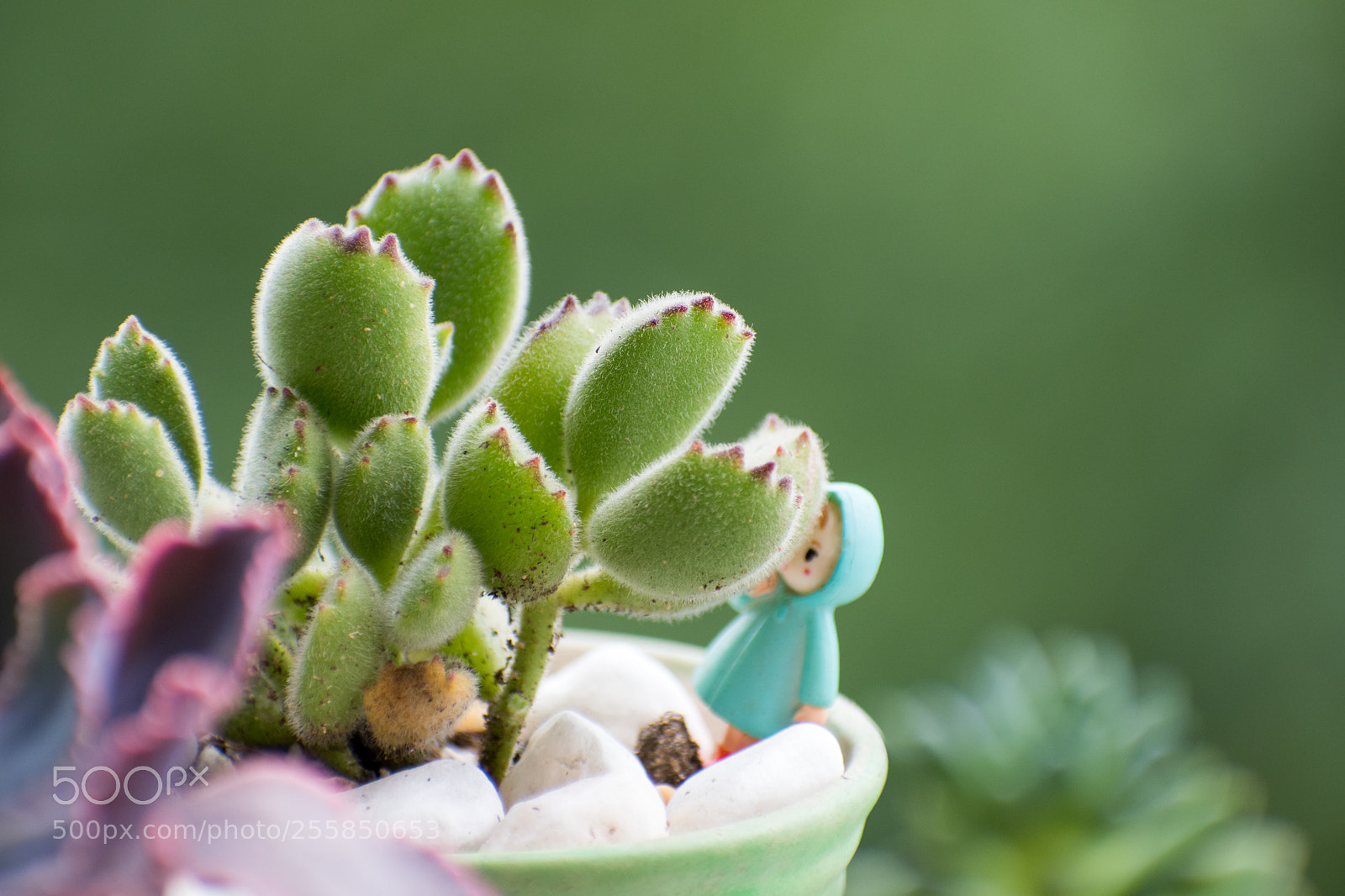 Nikon D500 sample photo. 熊童子 photography
