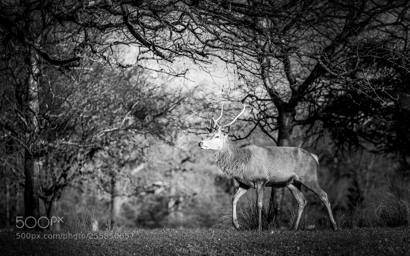 Nikon D810 sample photo. A stag in winter! photography